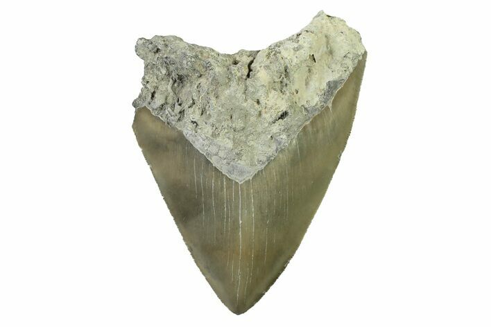 Serrated, Fossil Megalodon Tooth - North Carolina #338494